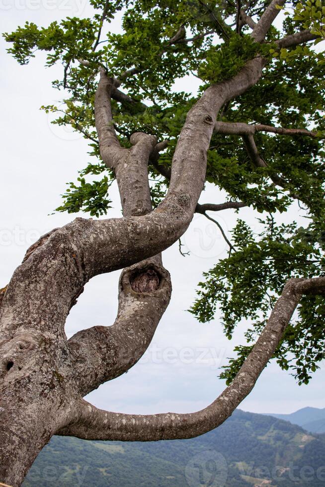 Mighty tree with green leaves photo