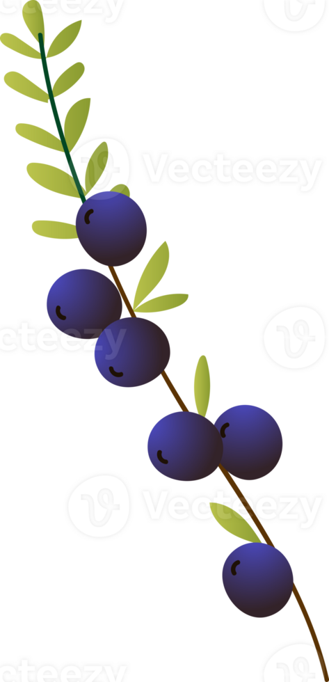 Sprig berries black crowberry organic png
