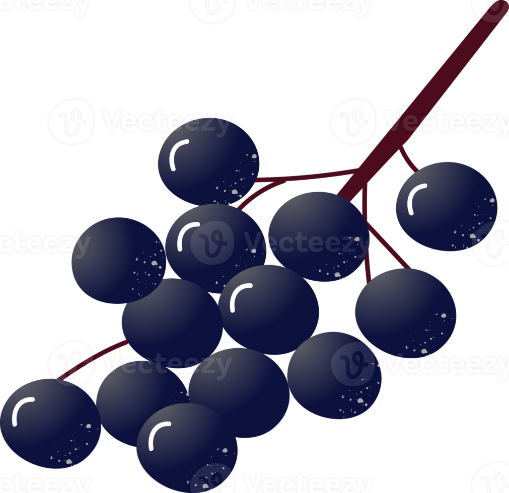 Sprig berries elderberry fresh organic png