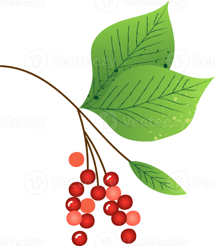 Sprig berries schizandra fresh organic png