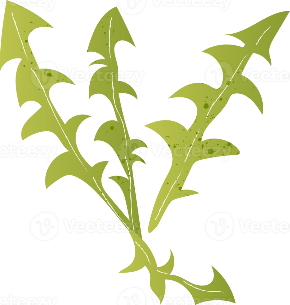 Dandelion green healthy organic food png