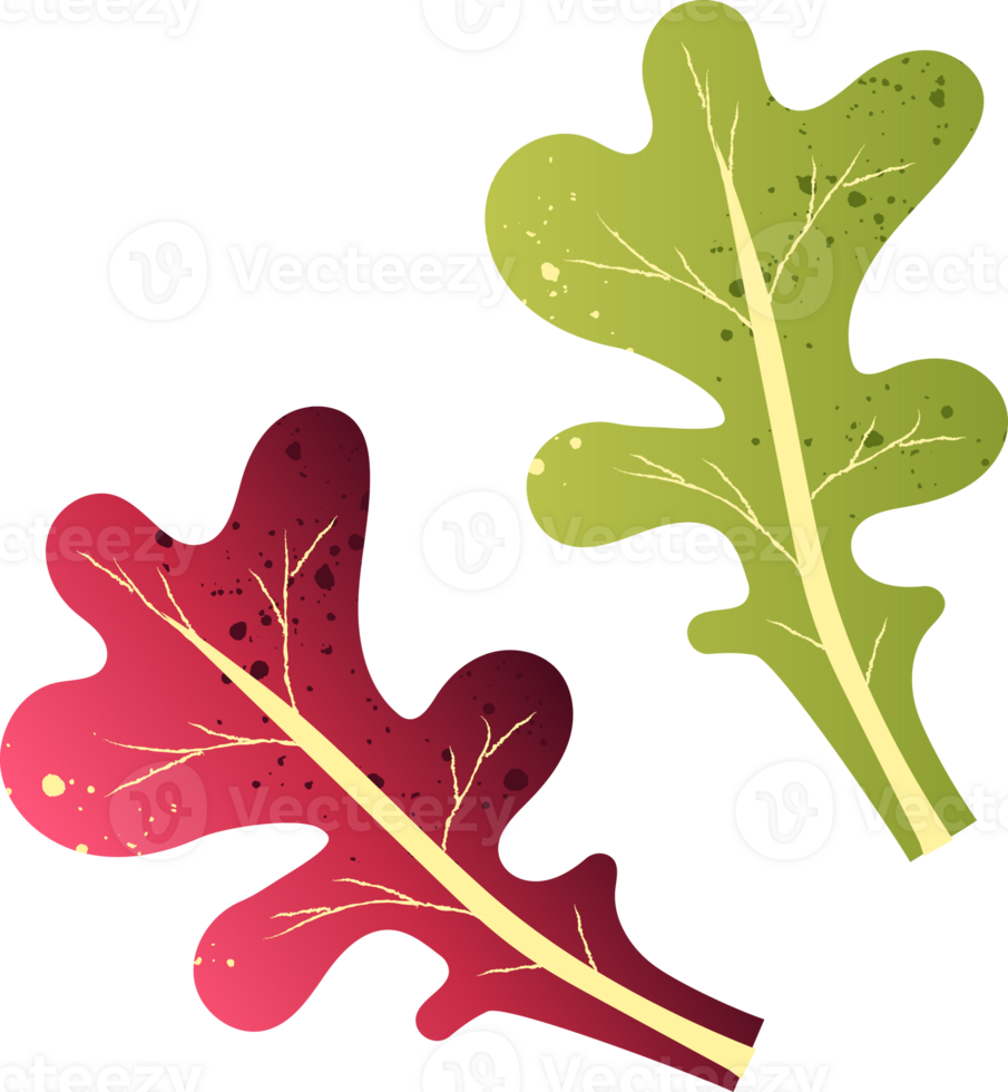Oak leaf green healthy food png