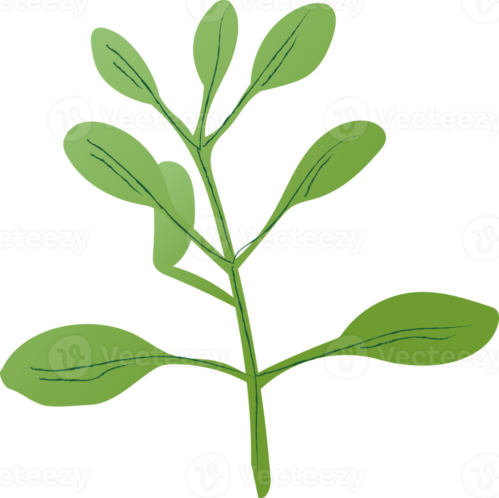 Oregano green healthy organic food png