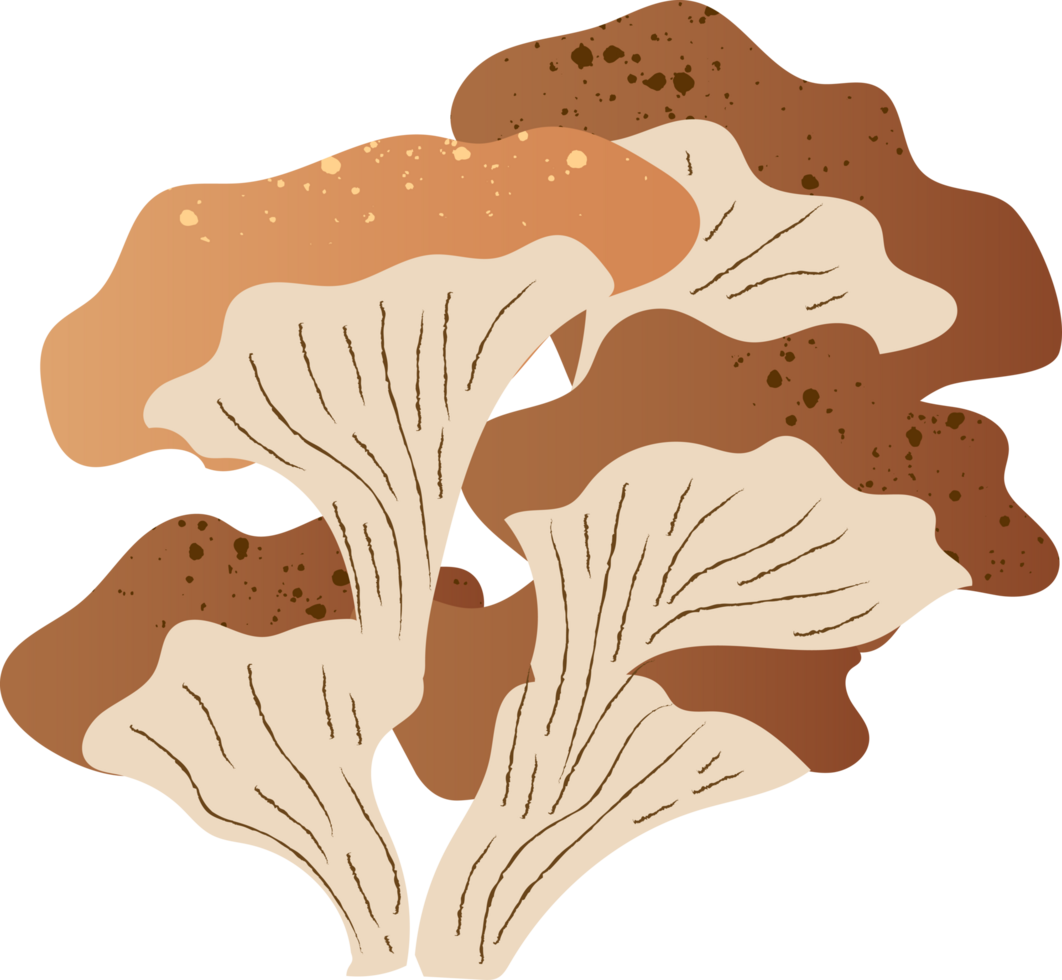 Mushrooms oyster fresh organic food png
