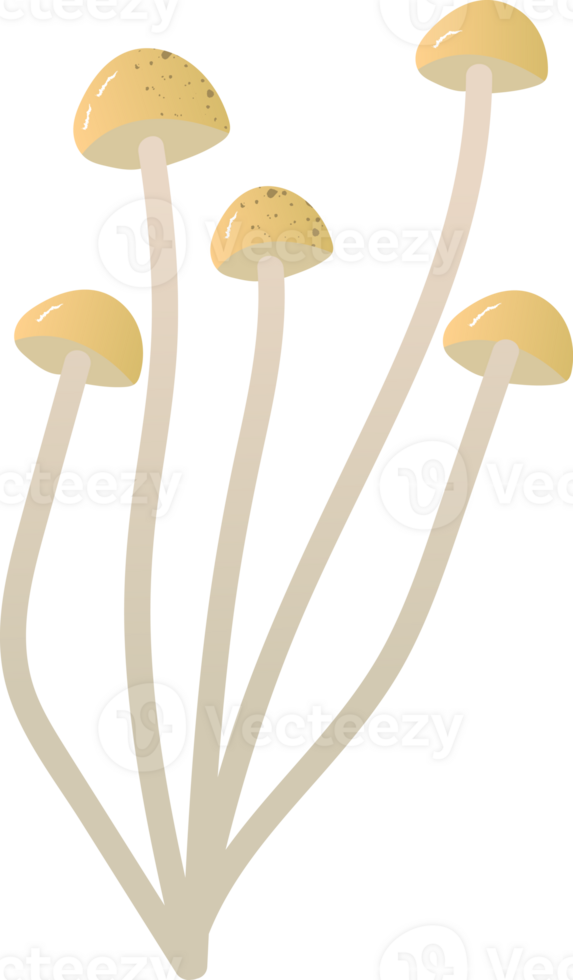 Mushrooms enokitake fresh organic food png