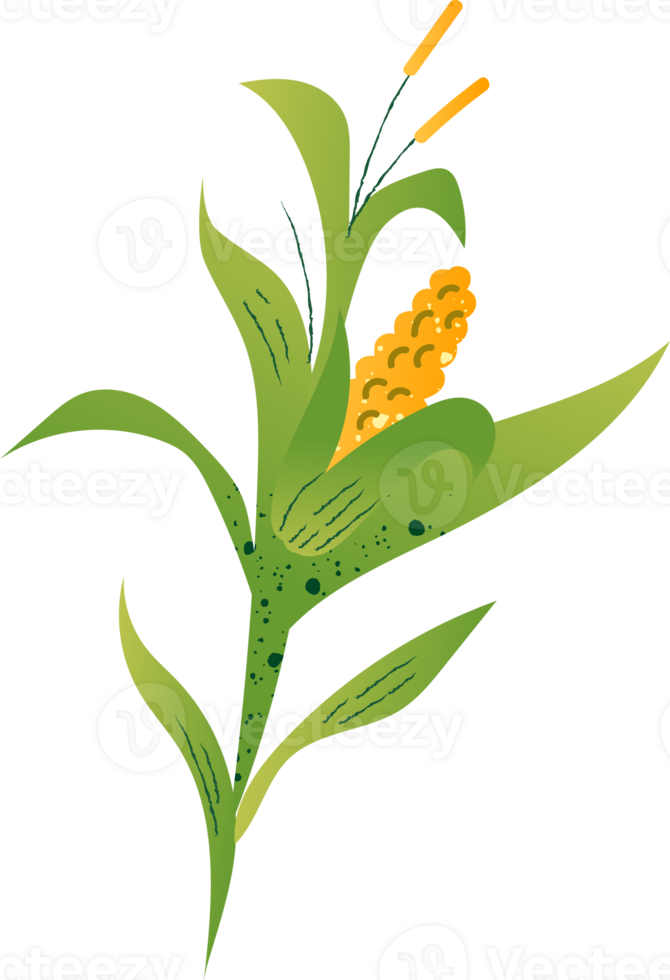 Corn spikelet seed organic food png