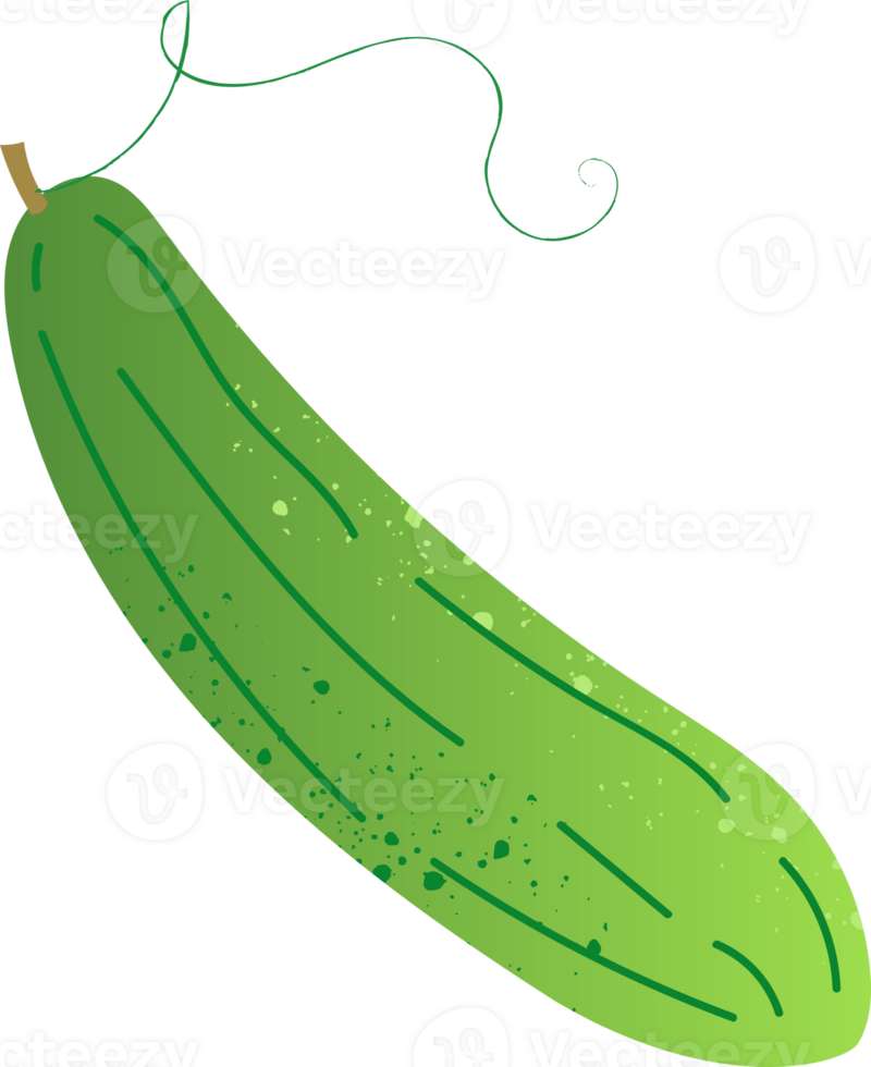 Whole cucumber organic fresh vegetables png