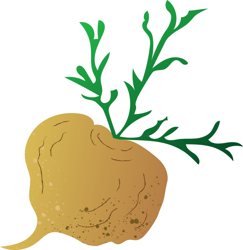 Whole maca organic fresh vegetables png