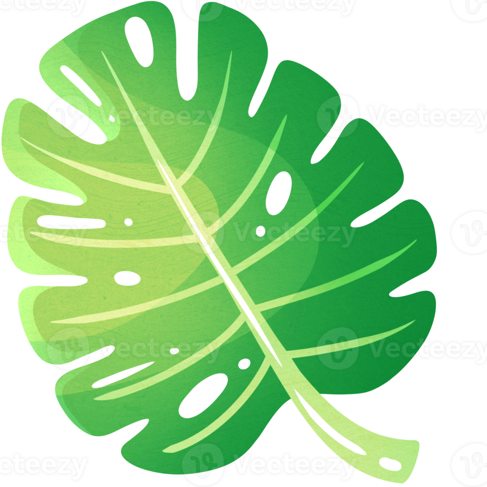 Leaf of exotic monstera plant growing on seashore for design of travel packages inviting to relax png
