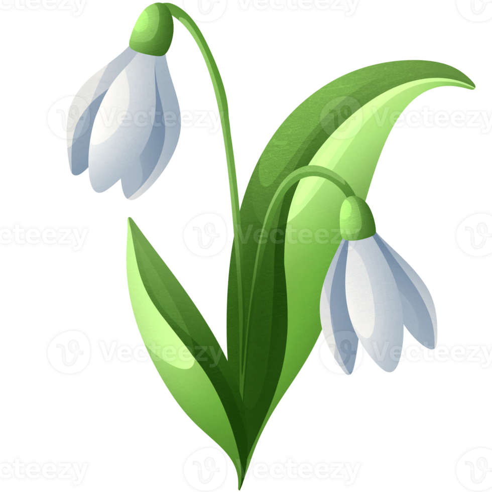 Lily of valley flowers. Spring blooming floret. Lilies of valley with green leaves. Wild flowers. png