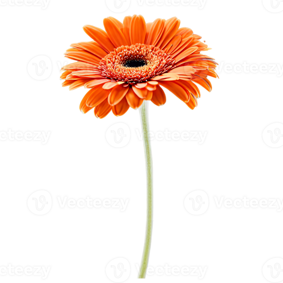 Close up macro photo of an orange gerbera flower with stem transparent isolated png