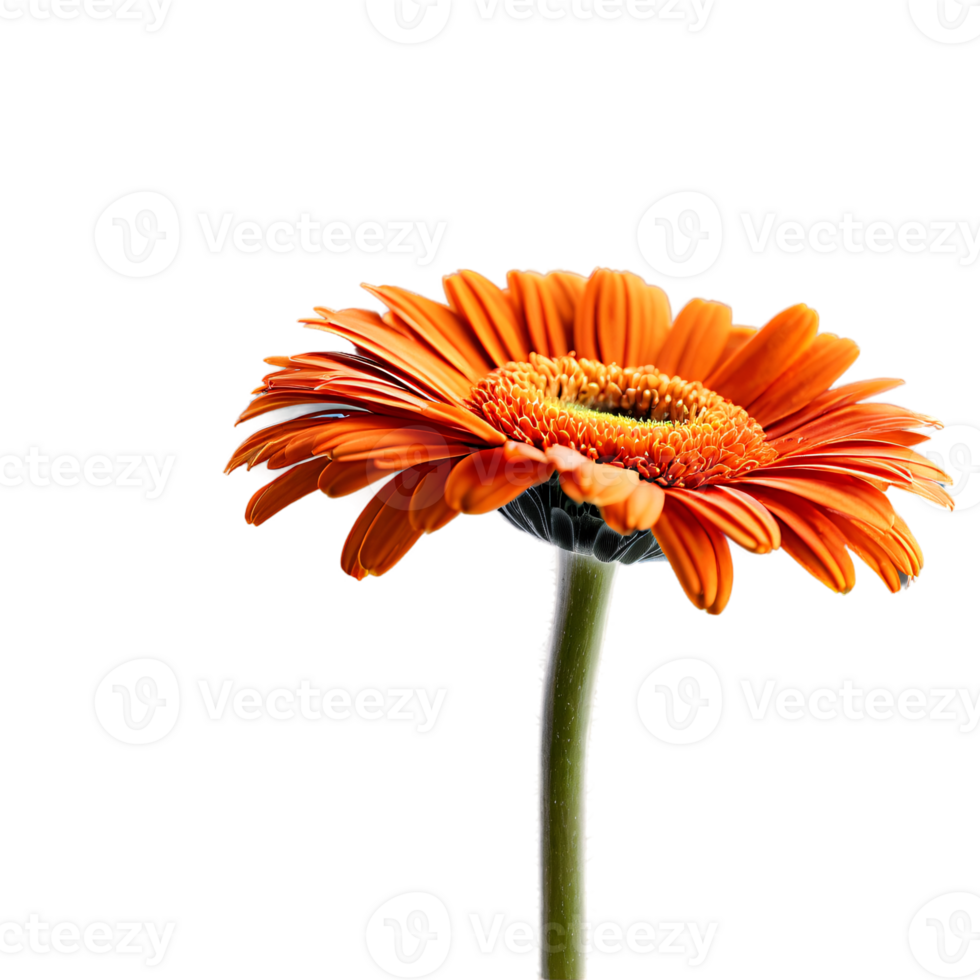Close up macro photo of an orange gerbera flower with stem transparent isolated png