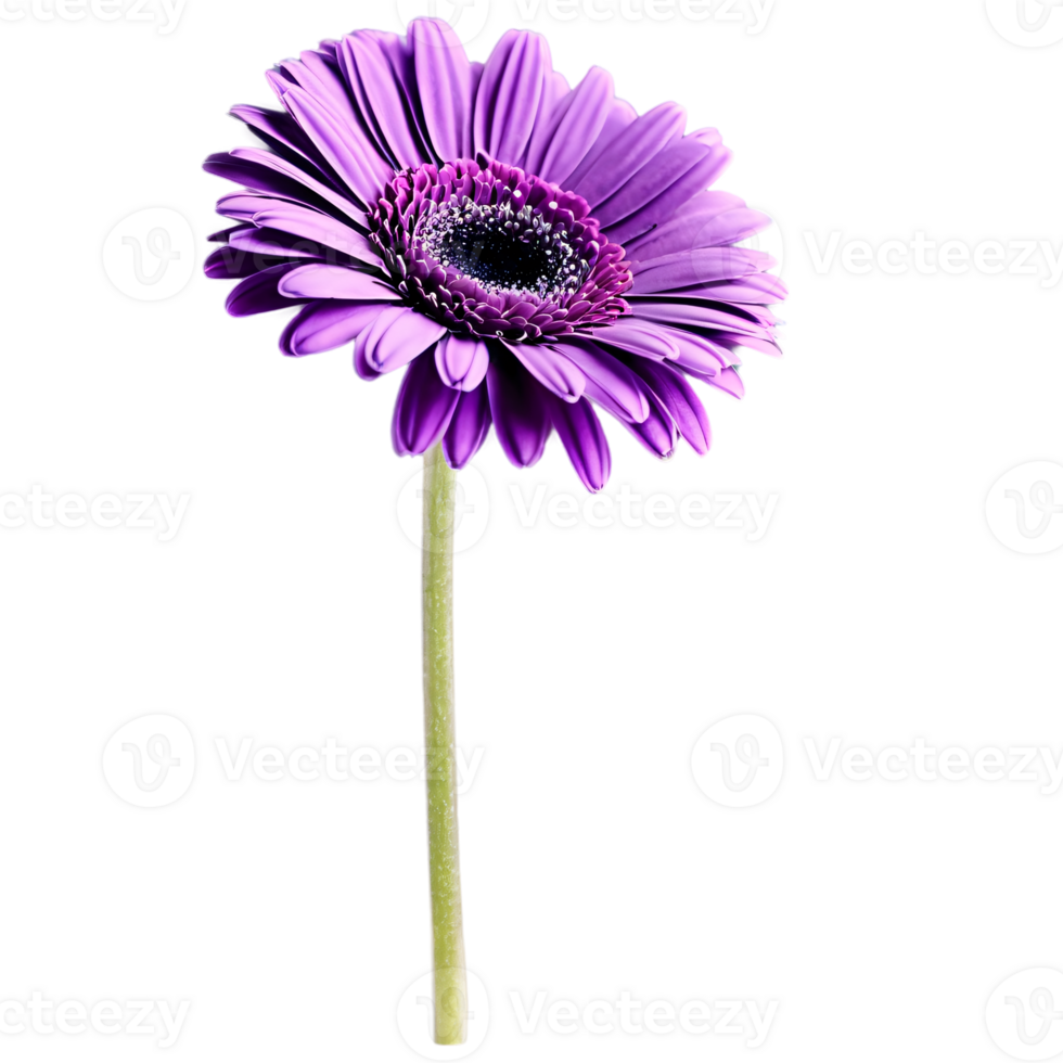 Close up macro photo of violet gerbera flower with stem transparent isolated png