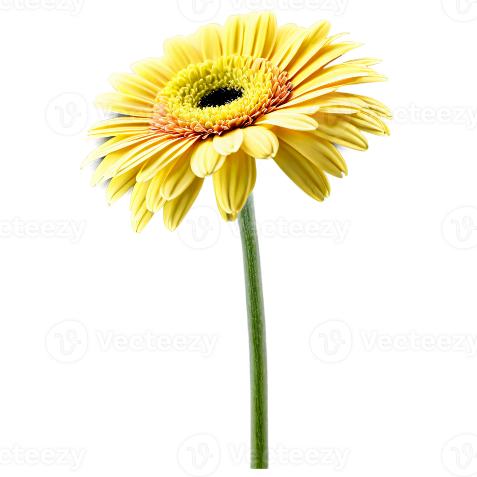 Close up macro photo of yellow gerbera flower with stem transparent isolated png