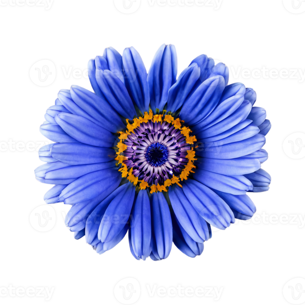 Close up macro photo of a blue calendula flower transparent isolated png