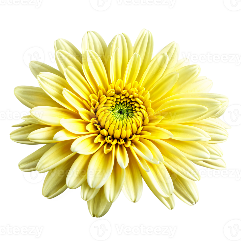 Close up macro photo of a yellow chrysanthemum flower transparent isolated png