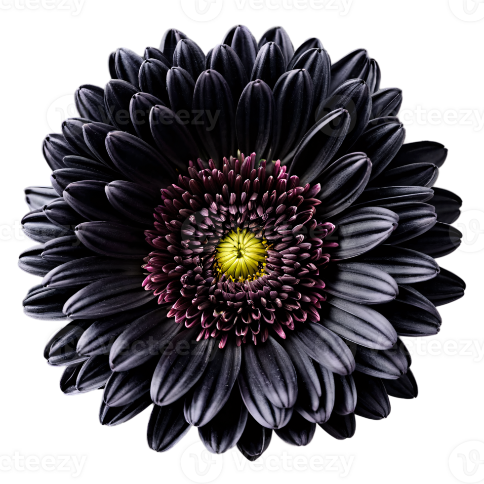 Close up macro photo of a dark black chrysanthemum flower transparent isolated png
