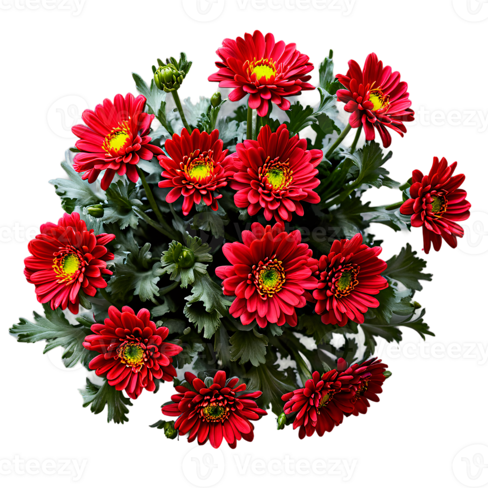 Red chrysanthemum flowers bouquet with leaves transparent isolated png