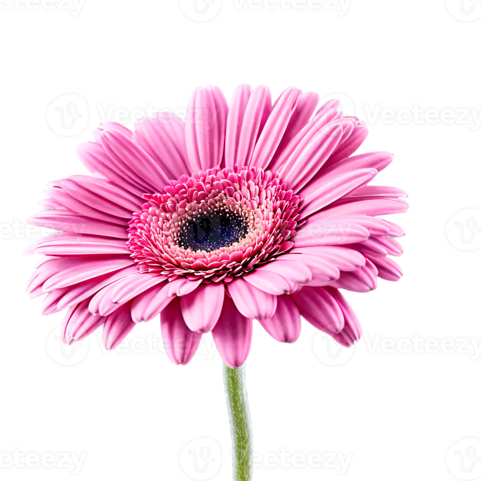 Close up macro photo of pink gerbera flower with stem transparent isolated png