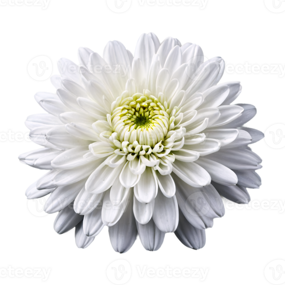 Close up macro photo of a white chrysanthemum flower transparent isolated png