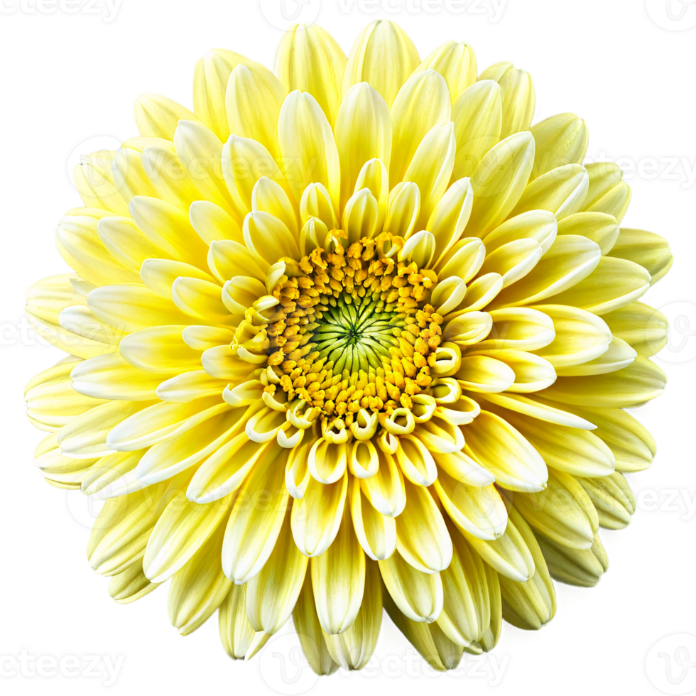Close up macro photo of a yellow chrysanthemum flower transparent isolated png