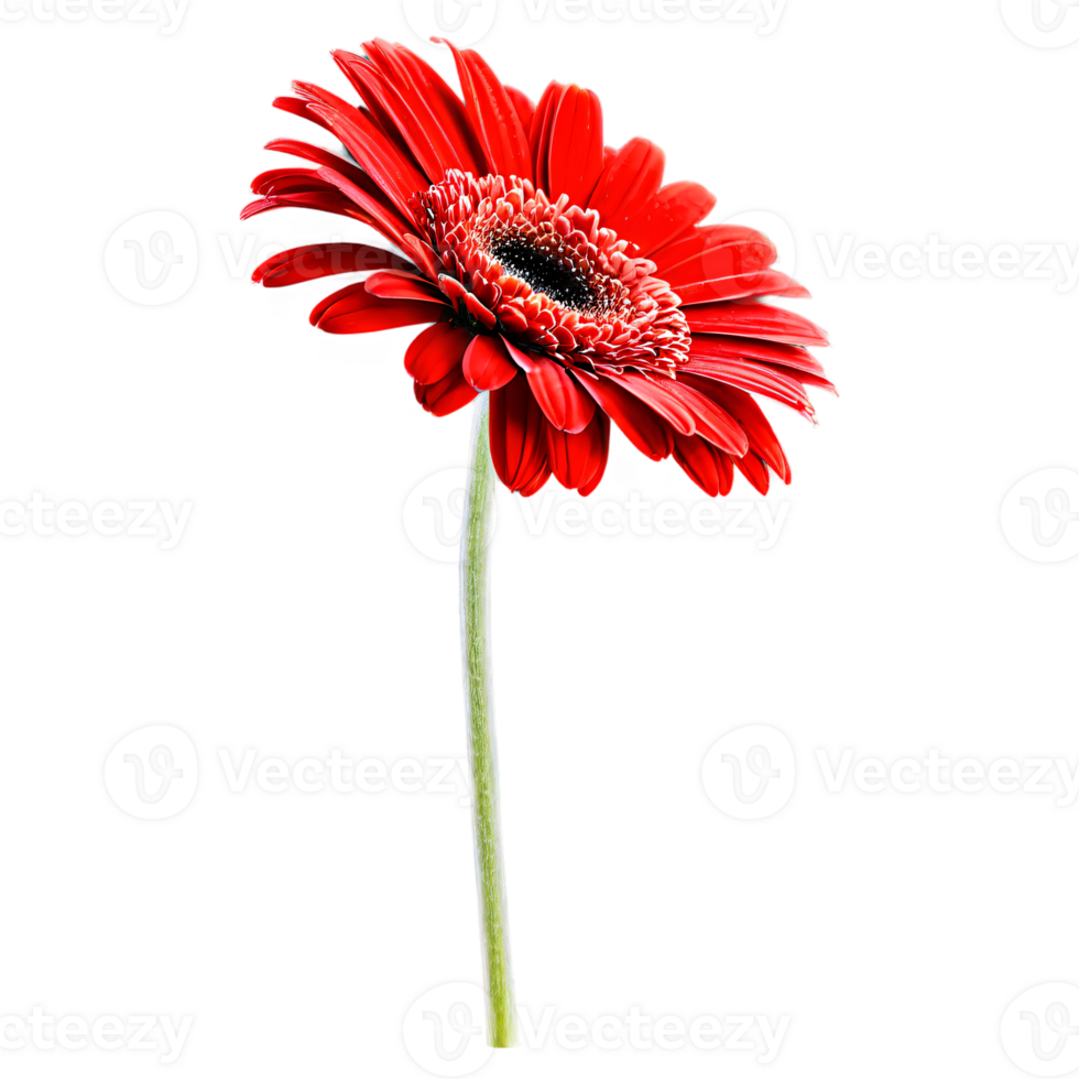 Close up macro photo of red gerbera flower with stem transparent isolated png