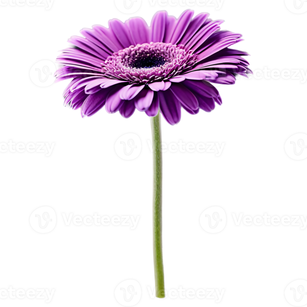 Close up macro photo of violet gerbera flower with stem transparent isolated png