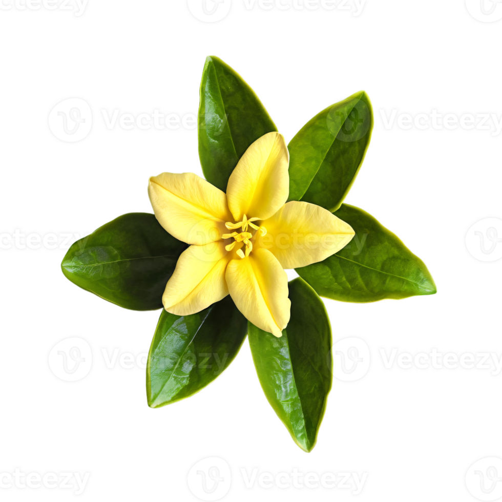 Close up macro photo of yellow jasmine flower with leaves transparent isolated png