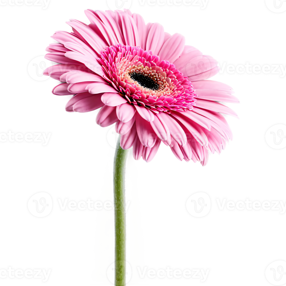 Close up macro photo of pink gerbera flower with stem transparent isolated png