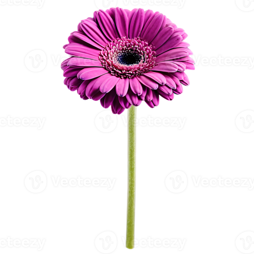 Close up macro photo of violet gerbera flower with stem transparent isolated png