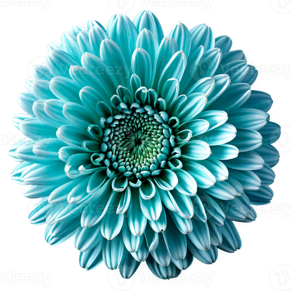 Close up macro photo of a blue turquoise chrysanthemum flower transparent isolated png