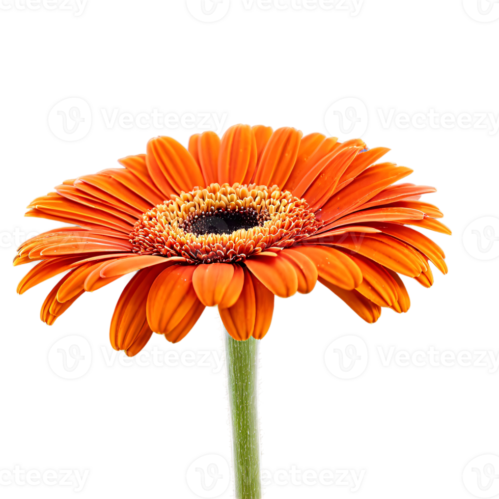 Close up macro photo of an orange gerbera flower with stem transparent isolated png