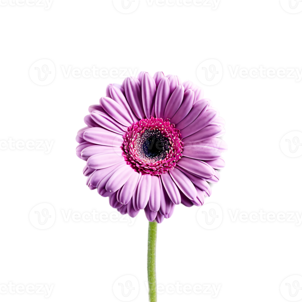 Close up macro photo of violet gerbera flower with stem transparent isolated png