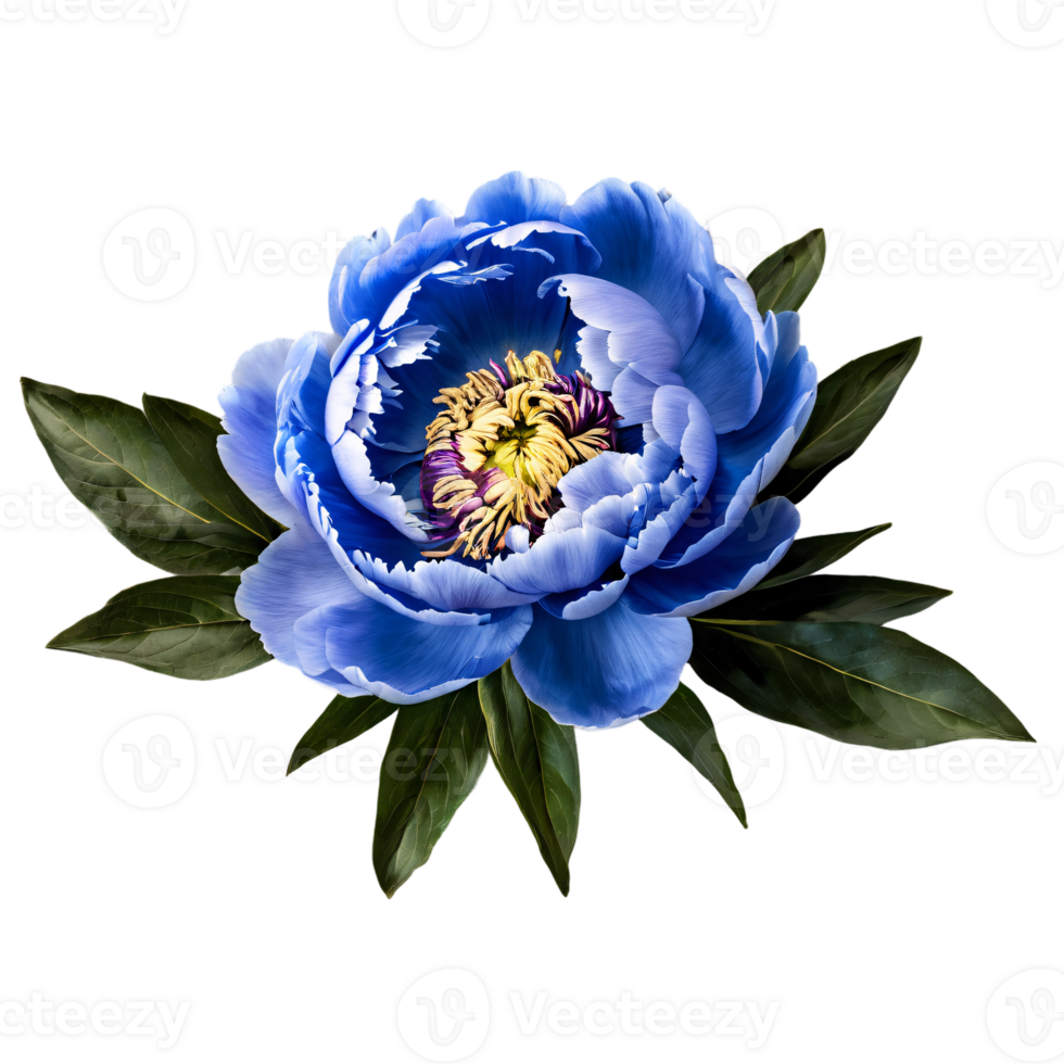 Close up macro photo of blue peony flower with leaves transparent isolated png