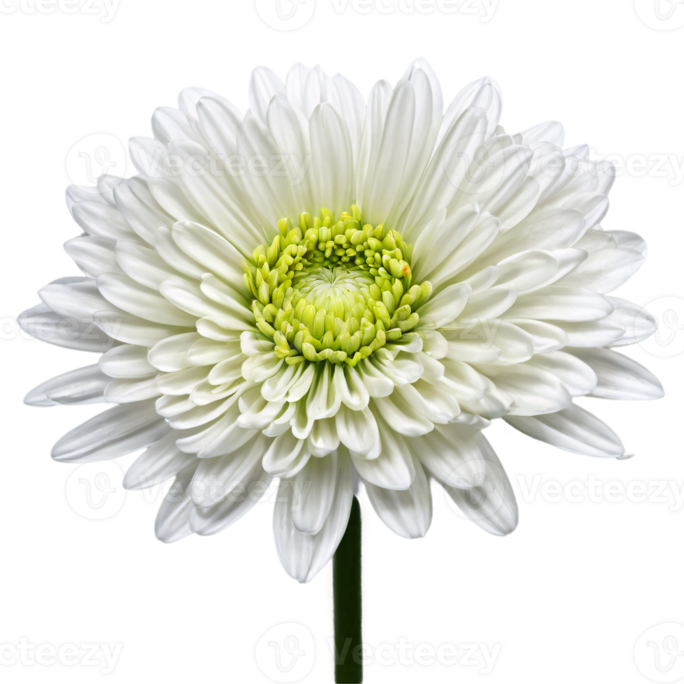 Close up macro photo of a white chrysanthemum flower with stem transparent isolated png