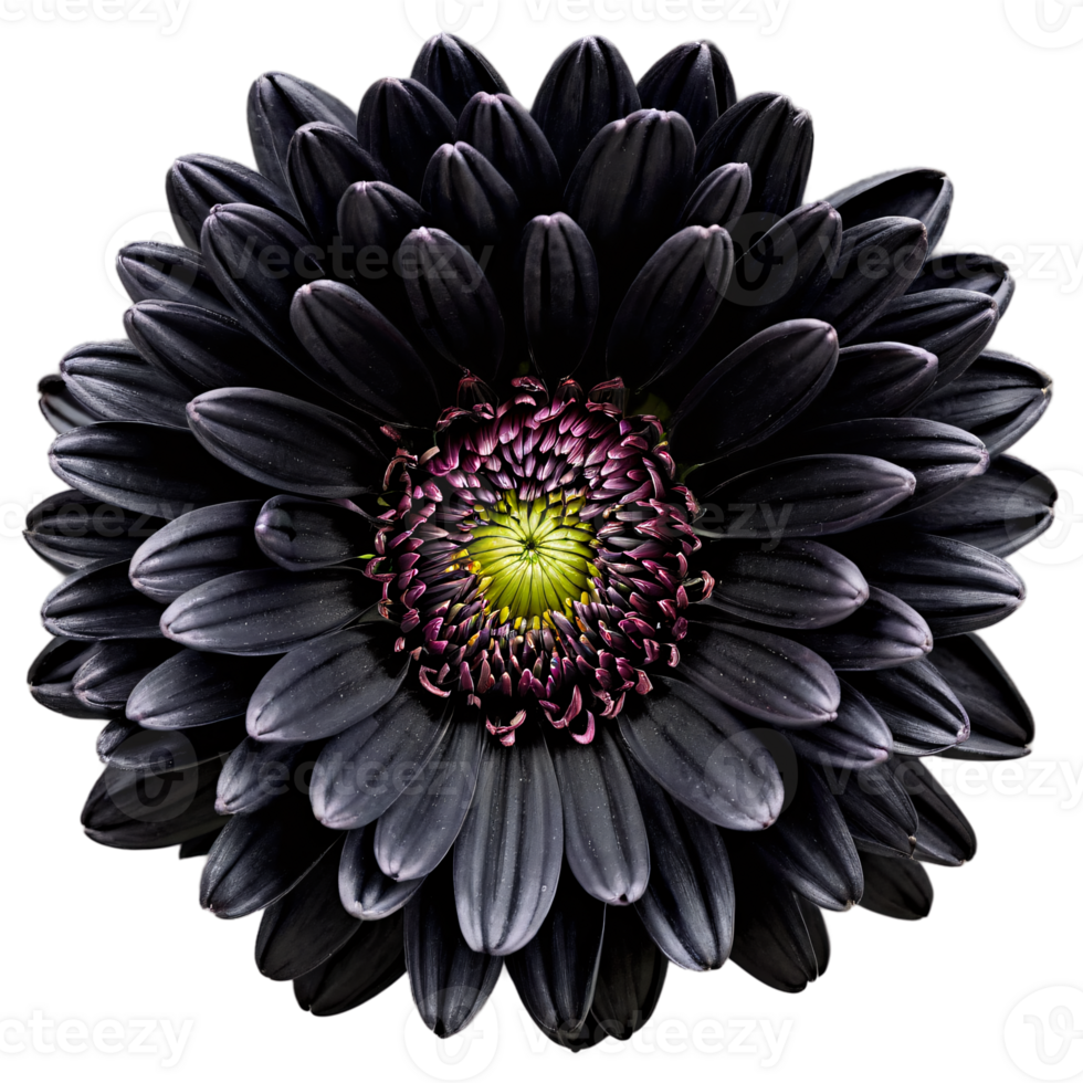 Close up macro photo of a dark black chrysanthemum flower transparent isolated png