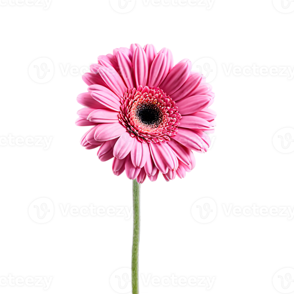 Close up macro photo of pink gerbera flower with stem transparent isolated png