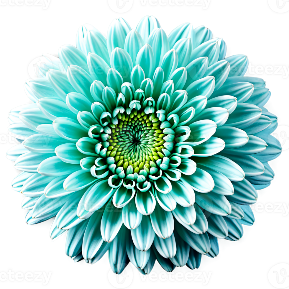 Close up macro photo of a blue turquoise chrysanthemum flower transparent isolated png
