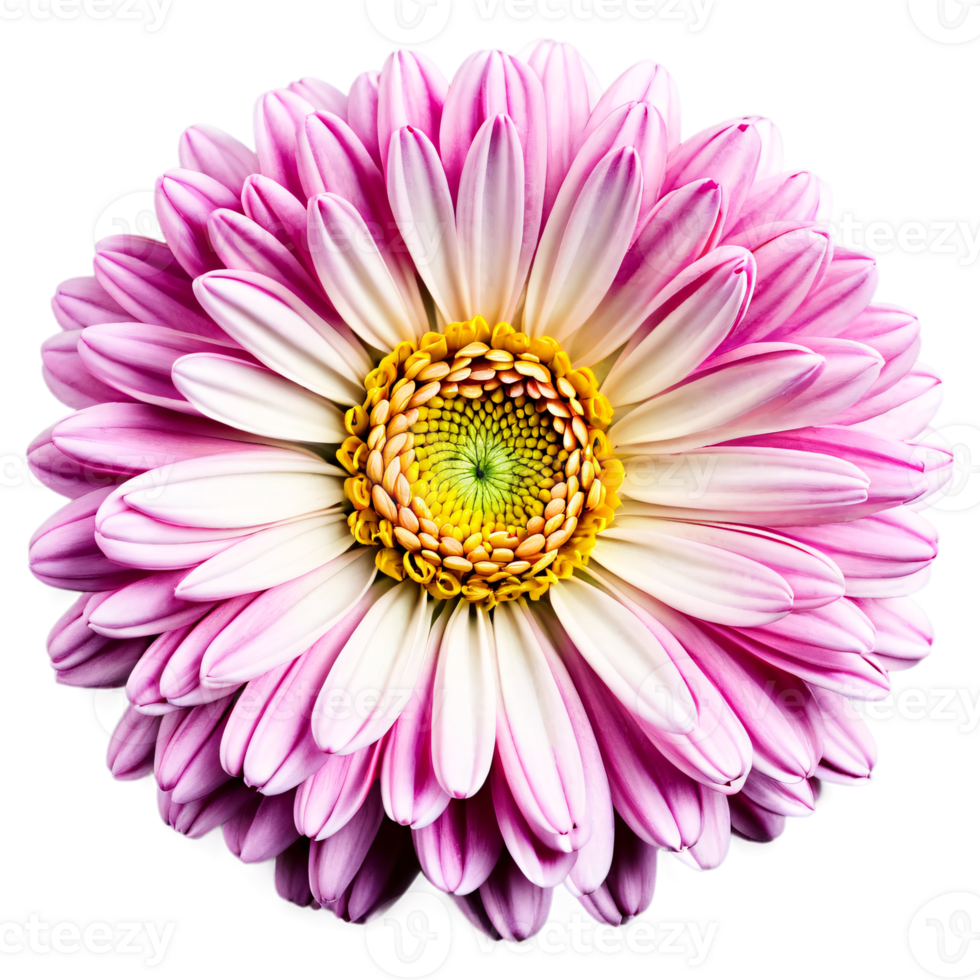 Close up macro photo of a pink chrysanthemum flower transparent isolated png
