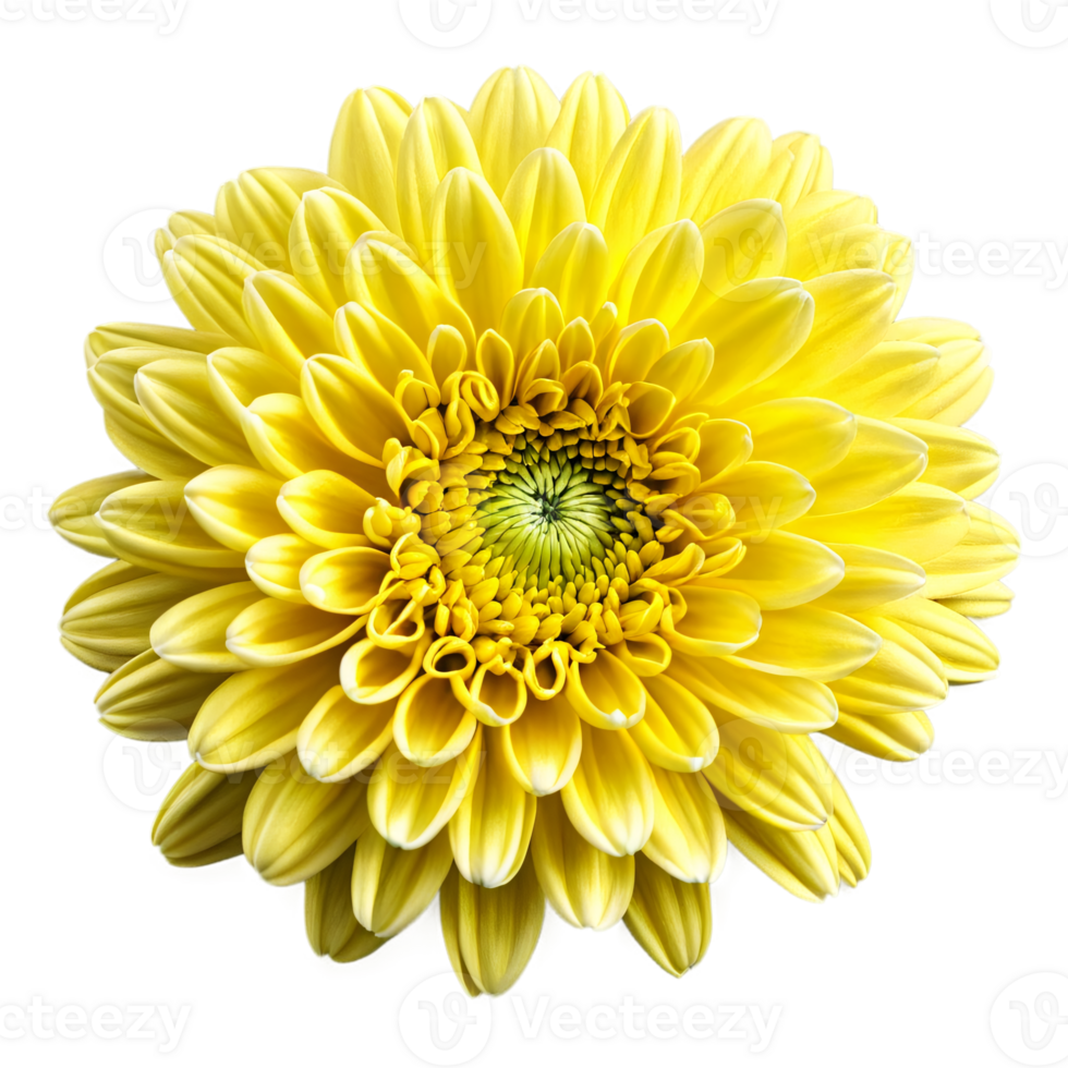 Close up macro photo of a yellow chrysanthemum flower transparent isolated png