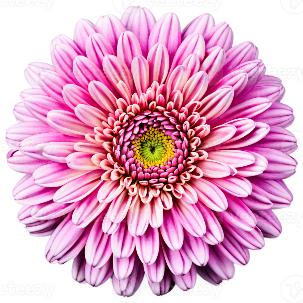 Close up macro photo of a pink chrysanthemum flower transparent isolated png