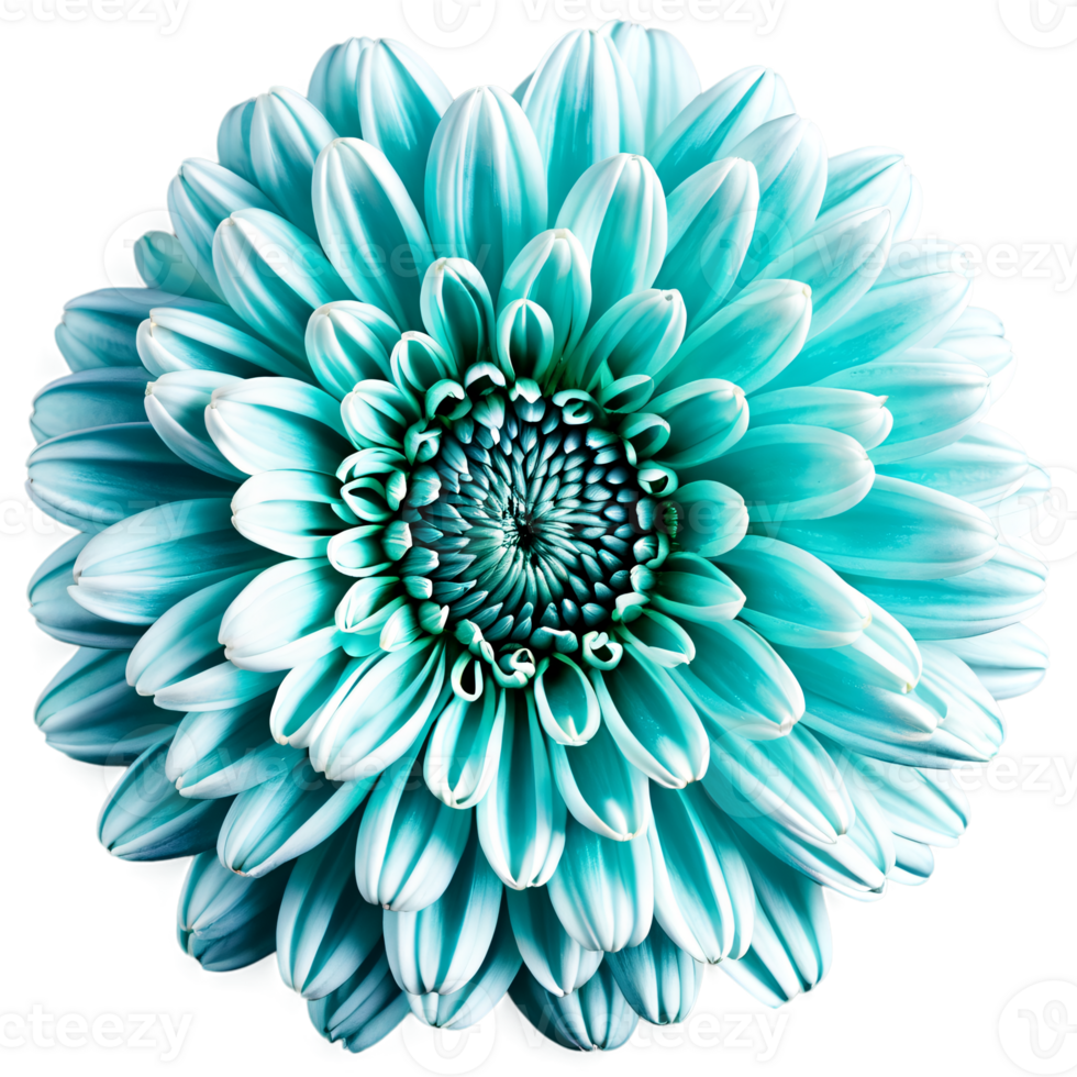 Close up macro photo of a blue turquoise chrysanthemum flower transparent isolated png