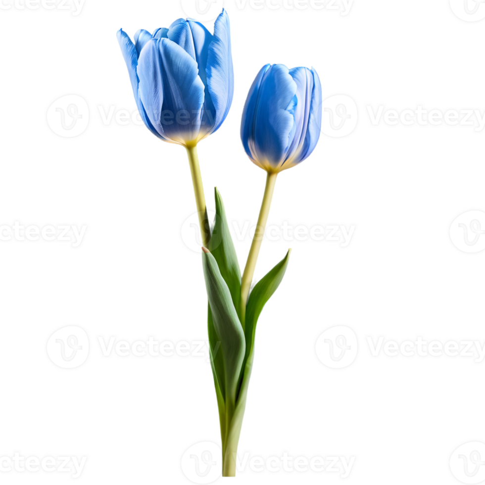 Close up macro photo of blue tulip flower with leaves transparent isolated png