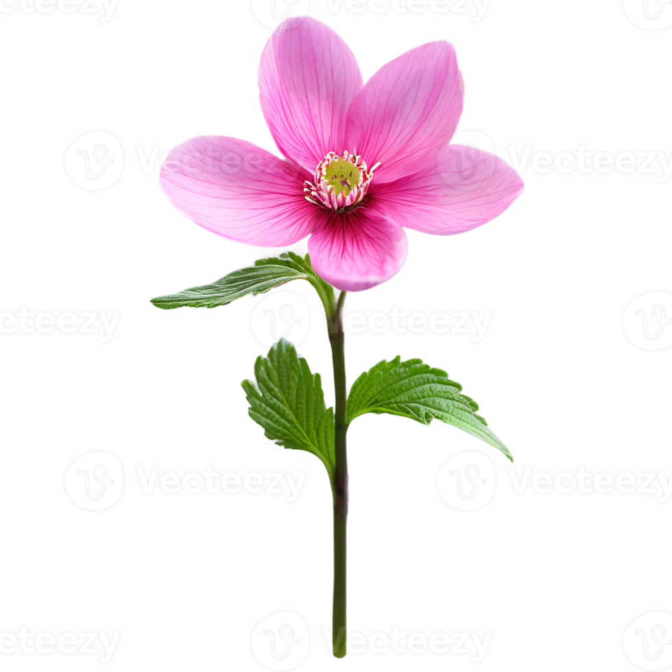 Close up macro photo of pink spring flower with leaves transparent isolated png