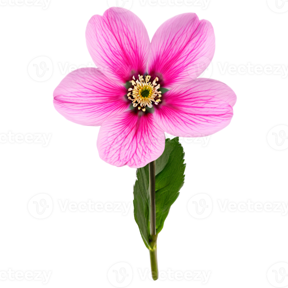 Close up macro photo of pink spring flower with leaves transparent isolated png