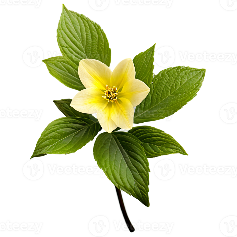 Close up macro photo of yellow spring flower with leaves transparent isolated png