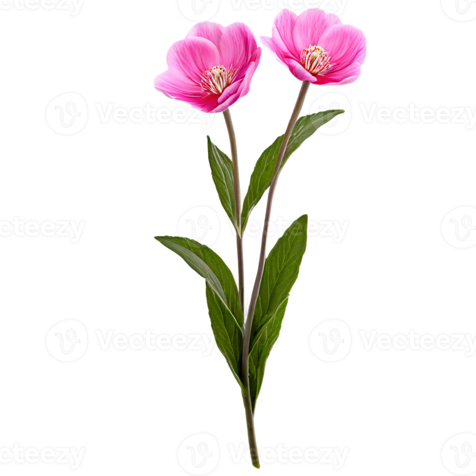 Close up macro photo of pink spring flower with leaves transparent isolated png