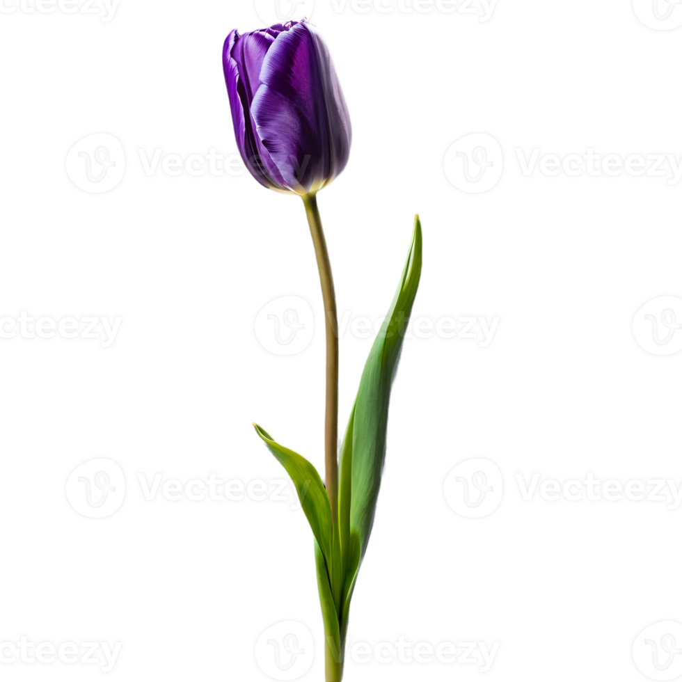 Close up macro photo of purple tulip flower with leaves transparent isolated png