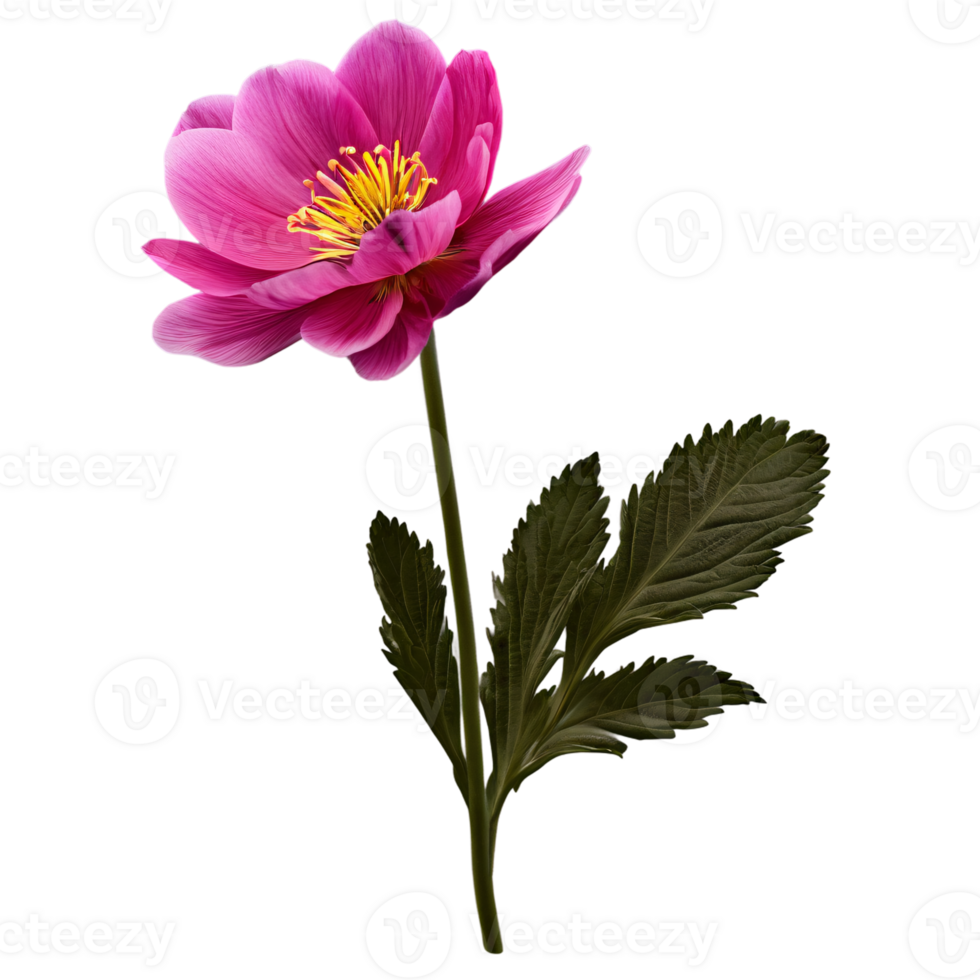 Close up macro photo of pink spring flower with leaves transparent isolated png