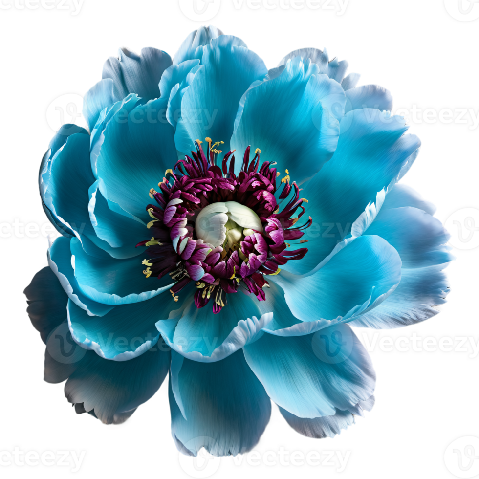 Close up macro photo of turquoise peony flower transparent isolated png